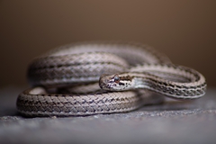 Philodryas psammophidea