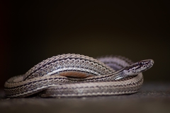 Philodryas psammophidea