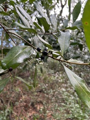 Cartrema americana