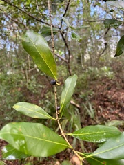 Cartrema americana