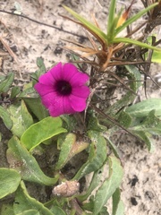 Petunia integrifolia