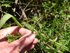 Conostomium natalense