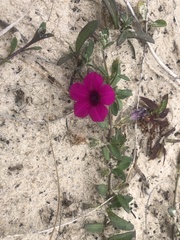 Petunia integrifolia