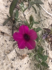 Petunia integrifolia