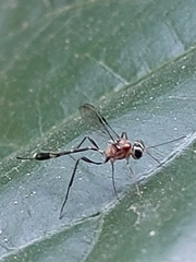 Anomalon reticulatum