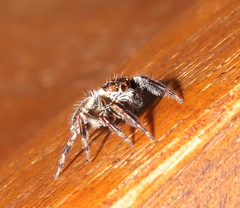 Evarcha denticulata