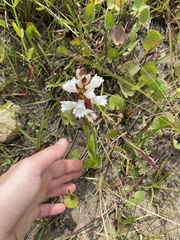Satyrium sphaerocarpum