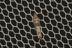 Spilonota constrictana