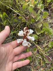 Satyrium sphaerocarpum