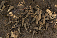 Tympanotonos fuscatus