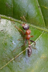 Pseudomyrmex gracilis