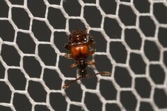 Pselaphinae