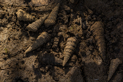 Tympanotonos fuscatus