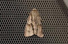 Turnerinycta phaeocosma