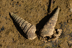 Tympanotonos fuscatus