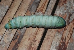 Coscinocera hercules