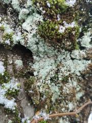 Lepraria finkii