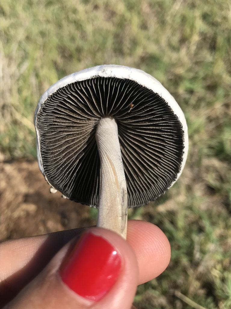 Panaeolus antillarum · January 2023 · photo: © tutitah (iNaturalist, cc0)