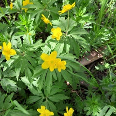 Anemonoides ranunculoides