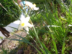 Narcissus tazetta