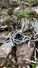 Thamnolia vermicularis