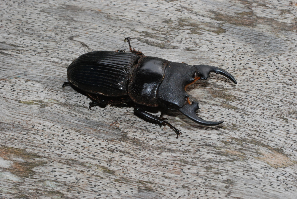 Aegus platyodon (Mushiking of Malay Archipelago) · iNaturalist