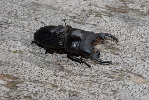 Aegus platyodon