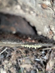 Stemonitopsis typhina