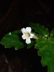 Gesnerieae