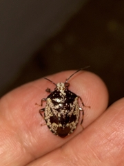 Antiteuchus melanoleucus