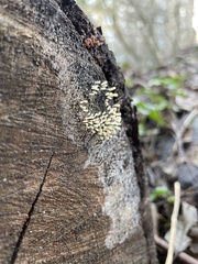 Stemonitopsis typhina