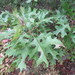 Quercus buckleyi - Photo (c) Linda Jo Conn, algunos derechos reservados (CC BY-NC), uploaded by Linda Jo Conn