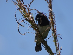 Spermestes cucullata scutata