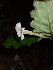 Gesnerieae