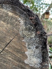 Stemonitopsis typhina