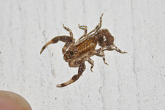 Buthidae