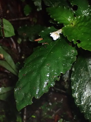 Gesnerieae