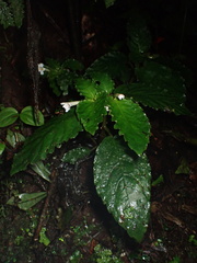Gesnerieae