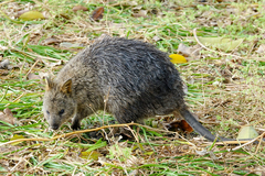 Setonix brachyurus