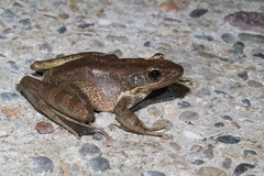 Odorrana tiannanensis