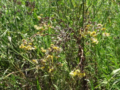 Helichrysum foetidum