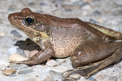 Odorrana tiannanensis