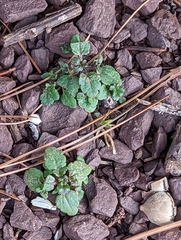 Veronica arvensis