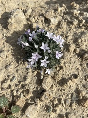 Langloisia setosissima setosissima