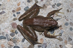 Odorrana tiannanensis