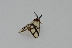 Anaphe panda