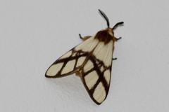 Anaphe panda