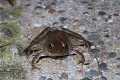 Odorrana tiannanensis