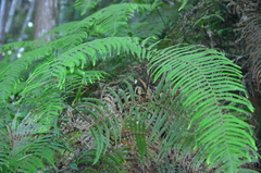 Diplopterygium glaucum