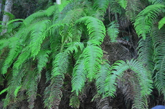 Diplopterygium glaucum